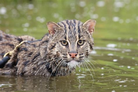 Fishing Cat Project – Hawk Creek Wildlife Center