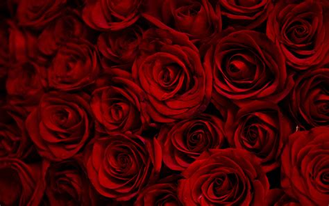 Download 2880x1800 wallpaper dark, red roses, decorative, mac pro ...