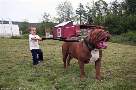 Hulk the world's biggest pitbull cuddles up to his litter of puppies which are worth £300,000 ...