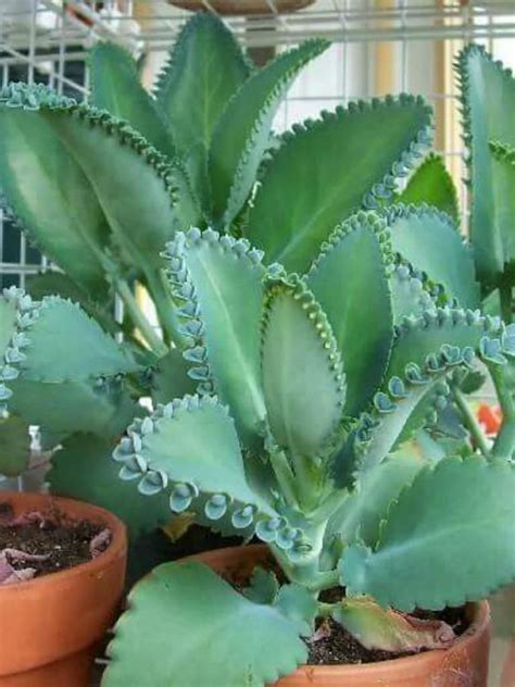 Kalanchoe laetivirens - World of Succulents