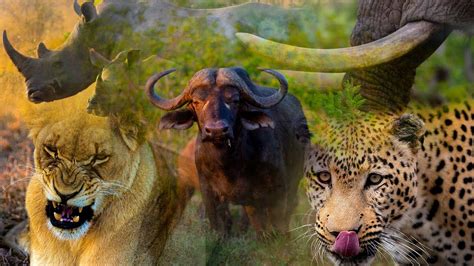 Top 5 Most Dangerous Animals in Africa: The Big Five 4K - YouTube