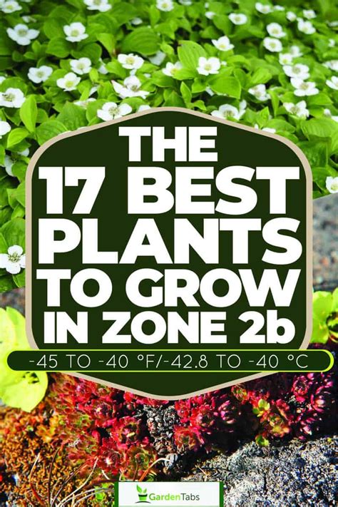 The 17 Best Plants to Grow in Zone 2b (-45 to -40 °F/-42.8 to -40 °C)