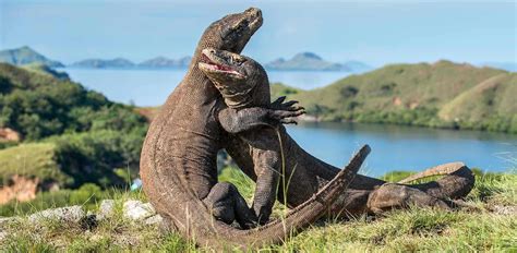 Komodo | Indonesia | Luxe and Intrepid Asia | Remote Lands