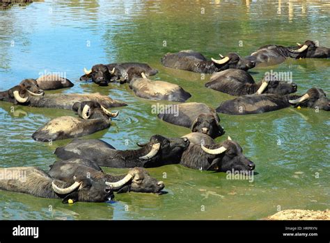 Italian mediterranean buffalo hi-res stock photography and images - Alamy