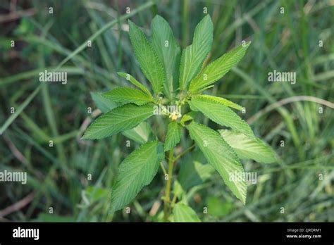 Green leaves of Jute mallow or nalta jute (Corchorus olitorius) at a farm on the west bank of ...