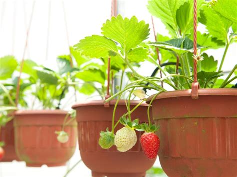 Hanging Strawberry Garden: How To Grow Strawberries In Small Spaces