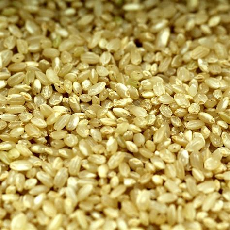 Short Grain Organic Brown Rice - Harriet's of Hove