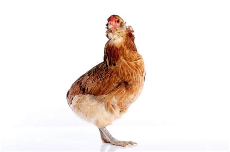 Easter Egger Everything You Need To Know About This Chicken Yearly ...