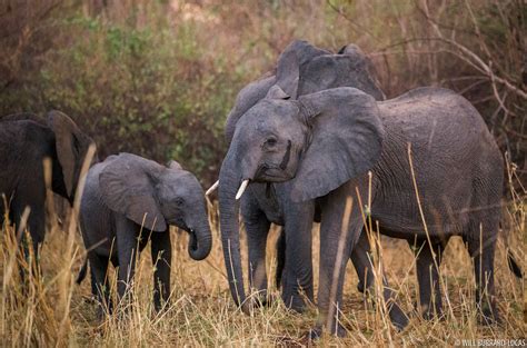 Elephants in Niassa | Will Burrard-Lucas