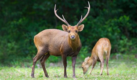 Why Is The Hog Deer Endangered? - WorldAtlas