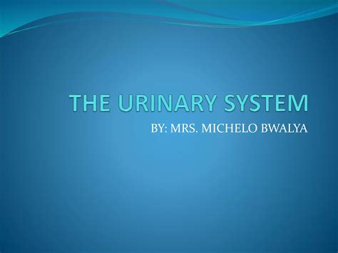 anatomy urinary system.pptx