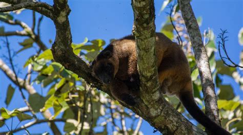 Atherton Tablelands Wildlife - things to do in Cairns - CairnsAustralia.com