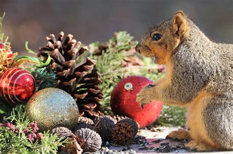 Happy Squirrel At Christmas Free Stock Photo - Public Domain Pictures