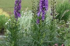 Aconite facts and health benefits