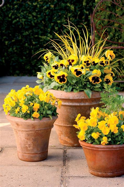 25 Flowers That Thrive In Full Sun | Container garden design, Fall ...