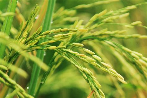 One Grain At A Time: Celebrating National Rice Month | Access to Culture