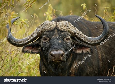 African Buffalo Syncerus Caffer Cape Buffalo Stock Photo 2055564746 | Shutterstock