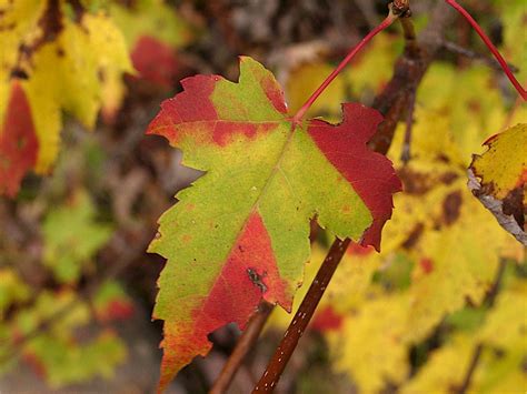 The mathematics of leaf decay | MIT News | Massachusetts Institute of ...