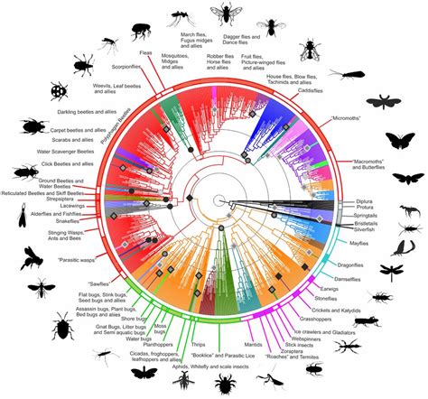 La teoría de la evolución biológica: qué es y qué explica (2022)