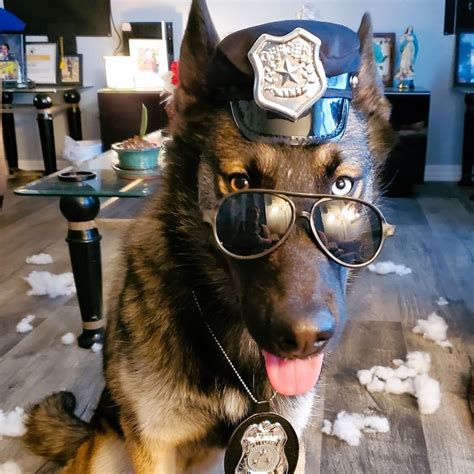 12 Best German Shepherd Costumes for Halloween.