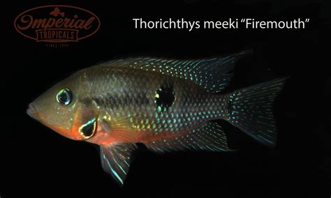 Imperial Tropicals - Buy aquarium fish direct from the breeder