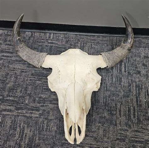 Large American Bison Skull - Kramer Auction LLC