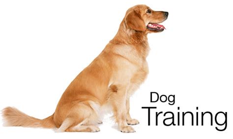 Dog Obedience Training: What Every Dog Owner Needs to Know | Best Dog ...