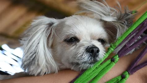 Shih Tzu Pomchi Mix - Aqchoi