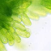 Plant Cell Polarity and Morphogenesis | Frontiers Research Topic