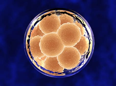 New Life for Embryonic Stem Cells