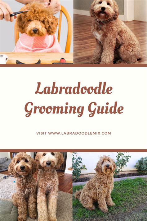 Labradoodle Grooming | Labradoodle grooming, Puppy grooming, Labradoodle puppy