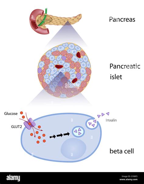 Glucose induces insulin release in beta cells Stock Photo - Alamy