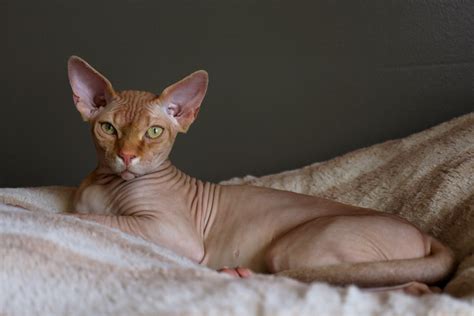 How to care for Sphynx cats | Cat litter | Sepicat