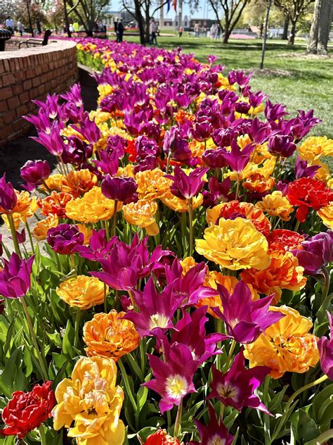 What Is The Annual Tulip Festival In Pella, Iowa | Kirsti Out Wandering