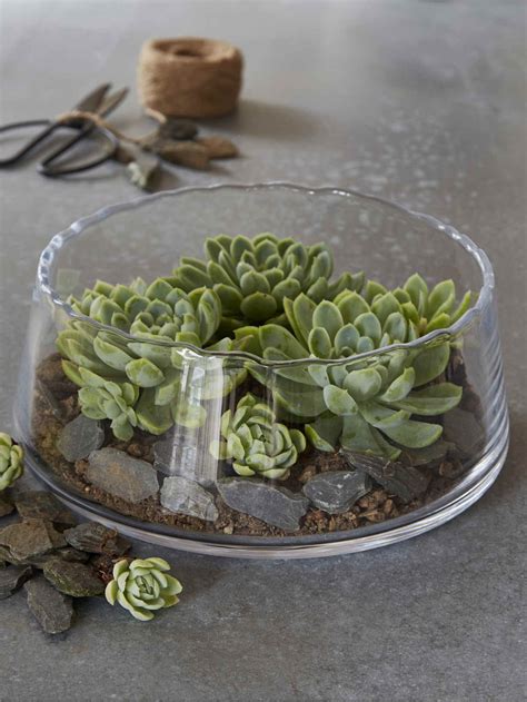 Pin by Belkis Jimenez on furnishing | Plants in glass bowl, Succulent ...