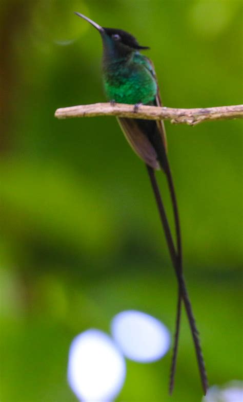 Cannundrums: Black-Billed Streamertail (Hummingbird)