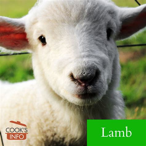 Lamb - CooksInfo