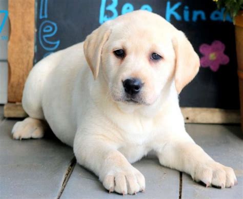 Yellow Labrador Retriever Puppies For Sale | Puppy Adoption | Keystone ...