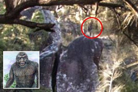 Hiker claims he’s captured photo of a YOWIE - the mysterious Australian ...