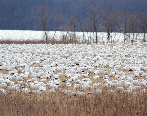 Snow Geese at Middle Creek Wildlife Preserve | Discover Lancaster