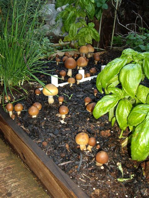 Outdoor grow - Mushroom Cultivation - Shroomery Message Board