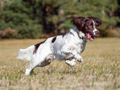 14 Spaniel Dog Breeds for Canine Lovers