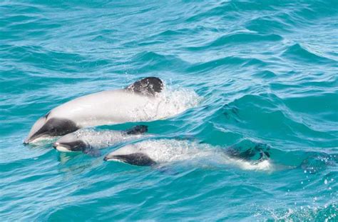 Akaroa: Dolphin Nature Cruise | GetYourGuide