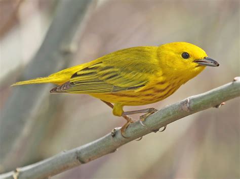 Yellow Birds In Michigan of the decade Unlock more insights!