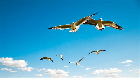 sky, animals, birds, wings, flying | 2560x1440 Wallpaper - wallhaven.cc