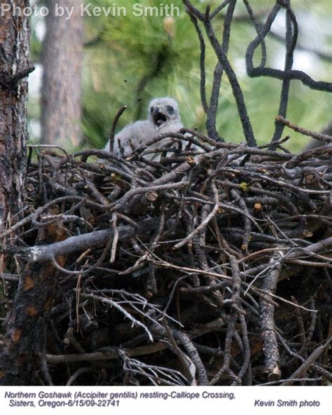 Northern Goshawk - East Cascades Audubon Society