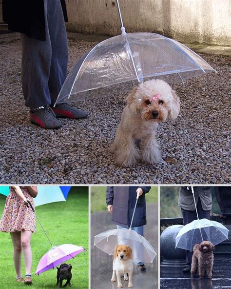 30 Weird And Awesome Invention Ideas | Dog umbrella, Pets, Animals