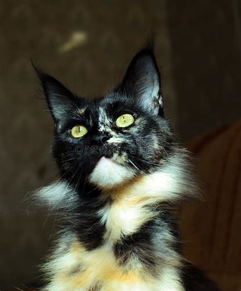 Tortoiseshell Cat Maine Coon Stock Image - Image of adoption, brown ...