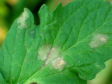 Late blight on tomatoes