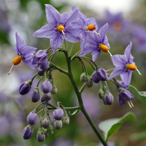 Nightshade Flowers | I'm not sure which exact nightshades th… | Flickr ...